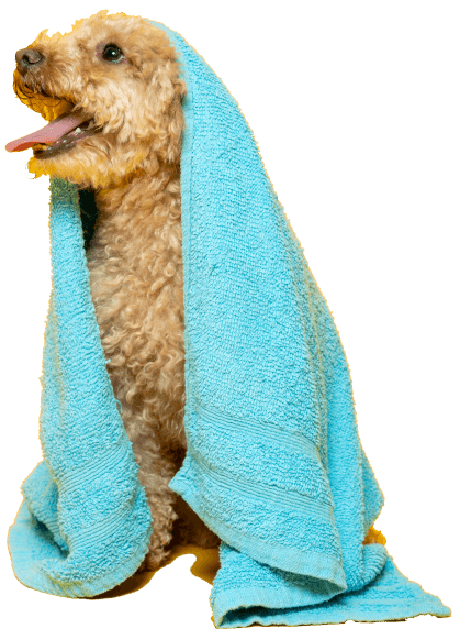 pūdeļu suns ar dvieli vannā barberdog.lv